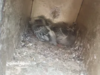  7 انواع حمام مكفول