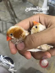  1 فنج للبيع سعر حرق