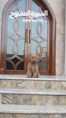  2 Toy poodle
