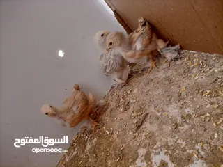  7 صيصان براهمي. عمر  شهر 5 ايام