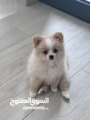  4 Male Pomeranian 3 months