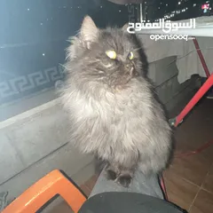 1 قطه هملايا بلون نادر ومميز