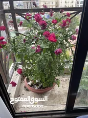  4 Balcony flower plants