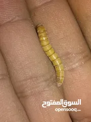  6 ميل وورم ( دود قبابي) mealworm
