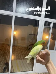  3 جوز روز أليفات للبيع