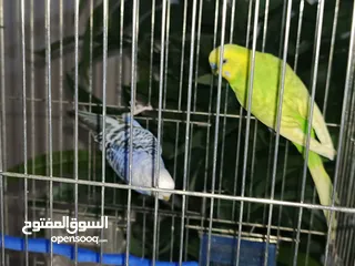  9 طائران من طيور الحب ( البادجي ) عرض جديد