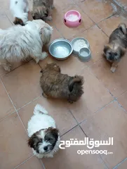  1 Mixed breed puppies for sale