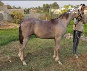  2 مهر عربي للبيع (حصان)  العمر سنة