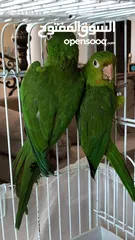  1 White Eyed Conure for sale