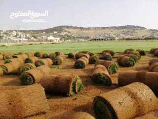  29 كافة أصناف اشجار الزينه