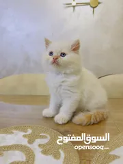  13 قطط كان هملايا بلو وهملايا اورنج عمر45 يوم