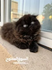  1 Chocolate Brown Persian Triple coat