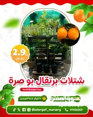  1 عرض وتخفيض شتلات المانجو والبرتقال بـ 2.9 ريال للشتلة من مشتل الارياف  orange, mango tree offers