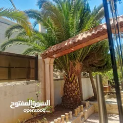  2 اشجار نخيل