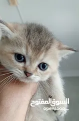 1 British chinchilla kittens for adoption