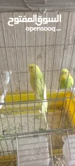  4 جواز حب شغاله