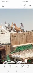  1 حمام للبيع