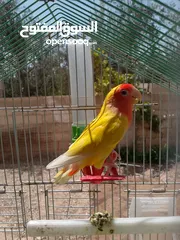  1 طيور مشكله شغاله للبيع اقرا الوصف