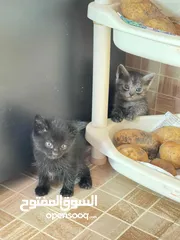  10 قطه هملايا للبيع مع اطفالها cat for sale with kittens