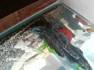  3 حوض سمك اجنبي جديد مع كامل مستلزماته اذا شرا ما بنختلف ان شاء الله على السعر  حوض مميز جماليا