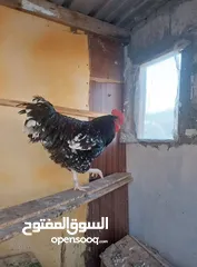  1 مطلوب ديك سايكس بورسلان