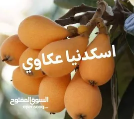  21 اقوى عروض بالمملكة   يوجد #مختصين #لتقليم #ورش #الاشجار #وصيانه #الحدائق