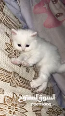  7 قطط سكوتش فولد