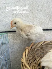  3 صوص دجاج لاحم عدد 2