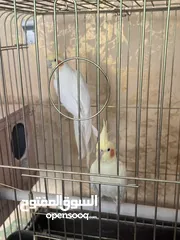  3 جوز كوكتيل لاتينو صافي 100%