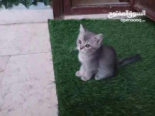  2 قطط سكوتش فولد للبيع