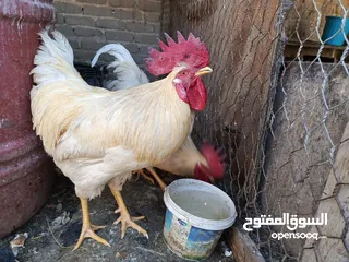  5 بيع ديوك دواجن