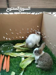  5 ارانب صغيره عمر شهر