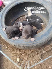 1 للبدل على طيور