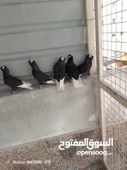 6 متاح جواز حمام شغالين  نجفي تكلجي