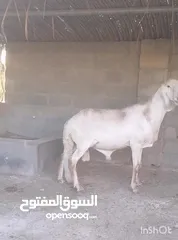  6 كبش سوداني سواكن راهي ومنتج