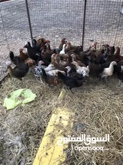  3 دجاج للبيع