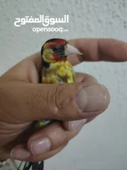  3 حبات طفرات حسون طفرات سائده
