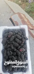  6 يرجد توت ابيض اسود تركي