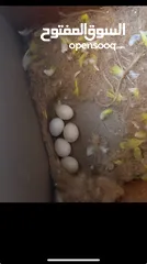  3 عصافير حب هوجو رومو