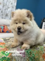  4 Chow Chow Female Puppy