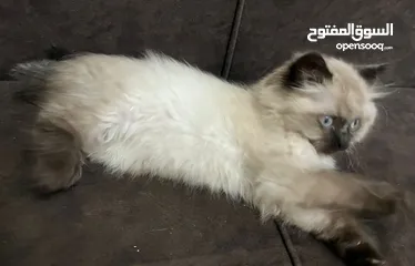 11 قطط ذكور من أصول نقيه واحد همالايا تشوكلت لونج هير بلو بوينت وواحد بريتش ريد لونج هير مقزم للجادين
