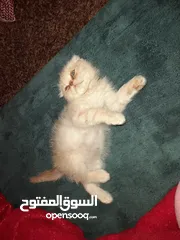  6 كتن سكوتش فولد  اقرأ الوصف شورت هير
