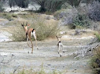  1 غزال الدماني عمر 25 يوم