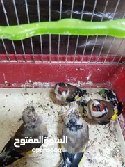  4 حساسين وكنارات نخب اول مقنوة صحة ونضافة