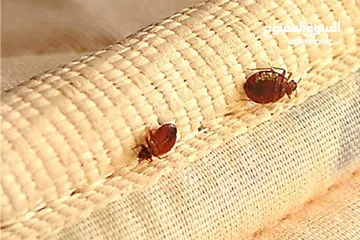  3 مكافحة جميع أنواع الحشرات بمكه تنظيف الكنب والسجاد والستائر بالبخار  تنظيف وتعقيم الخزانات