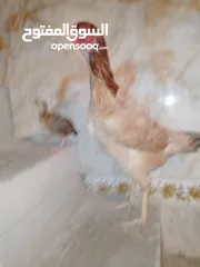  2 أقر الوصف دجاج
