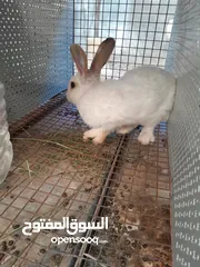 10 هجين ببيون و فرنسي