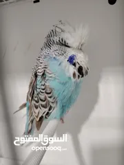  20 ذكر بادجي انكليزي