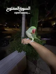  6 ببغاء كاسندرا جامبو