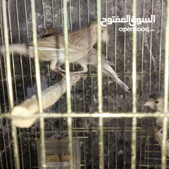  6 5 مخاليق أعمارهم 9 اشهر